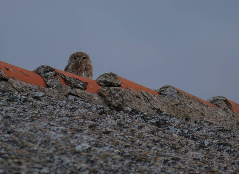 Steenuil - Bulgarije -  2024