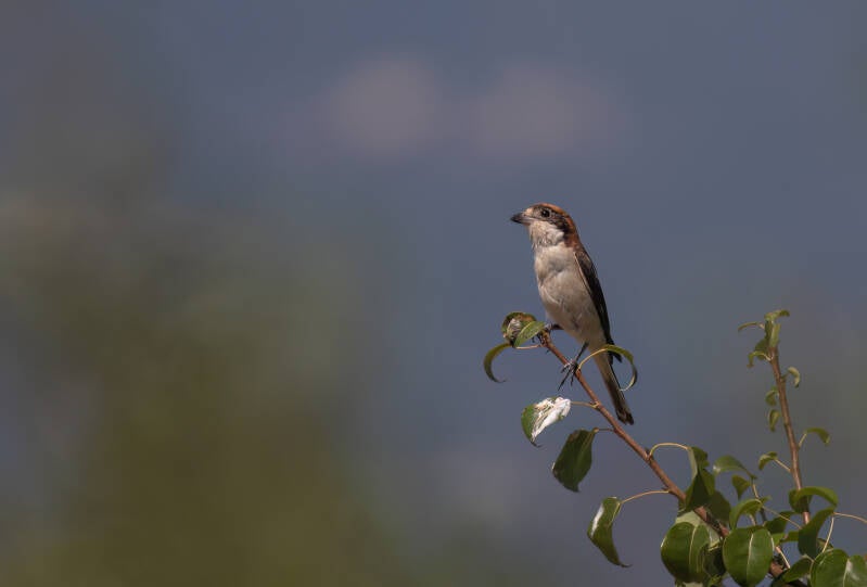 Roodkopklauwier - Bulgarije - 2024