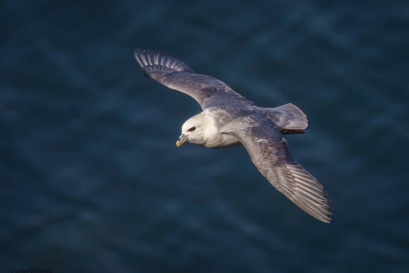 Noordse stormvogel