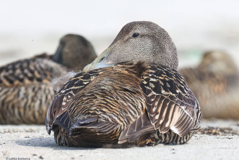 Eider
