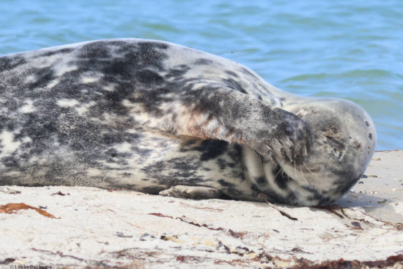 Grijze zeehond 