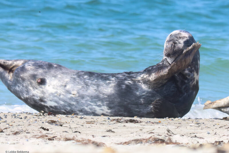 Grijze zeehond