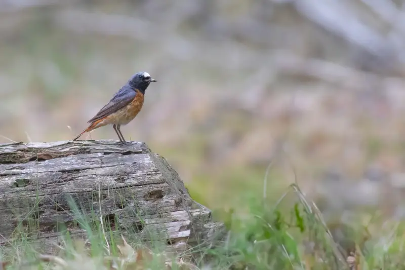 gekraagde roodstaart 