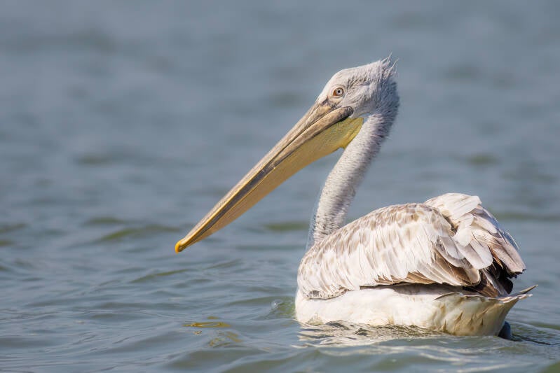 Koreskoppelikaan - Bulgarije - 2024