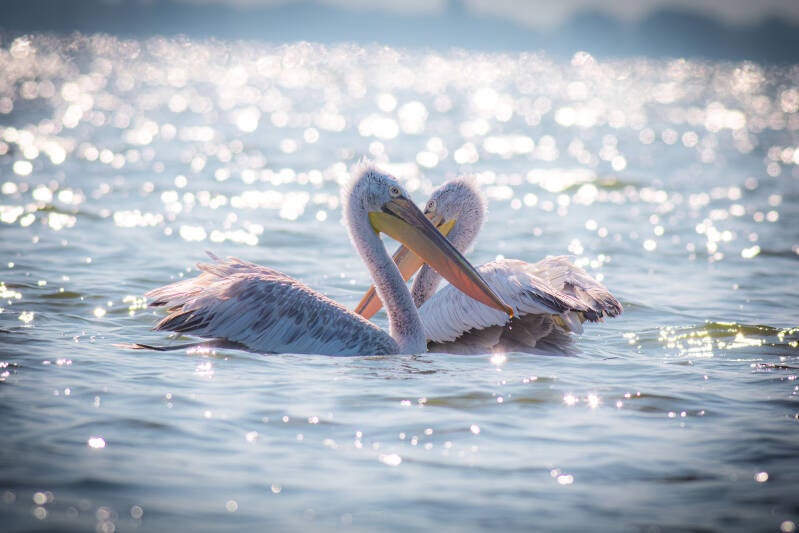 Kroeskoppelikaan - Bulgarije - 2024