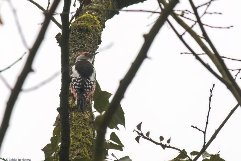 Middelste bonte specht