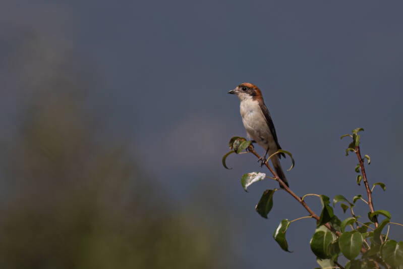 Roodkopklauwier - Bulgarije - 2024