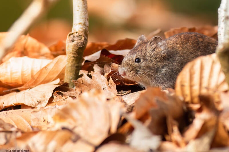 rosse woelmuis