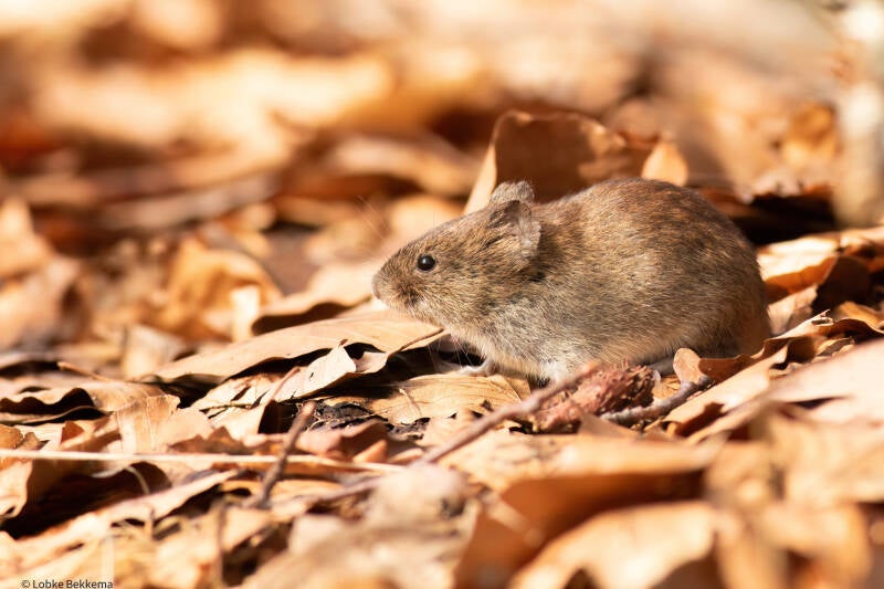 rosse woelmuis