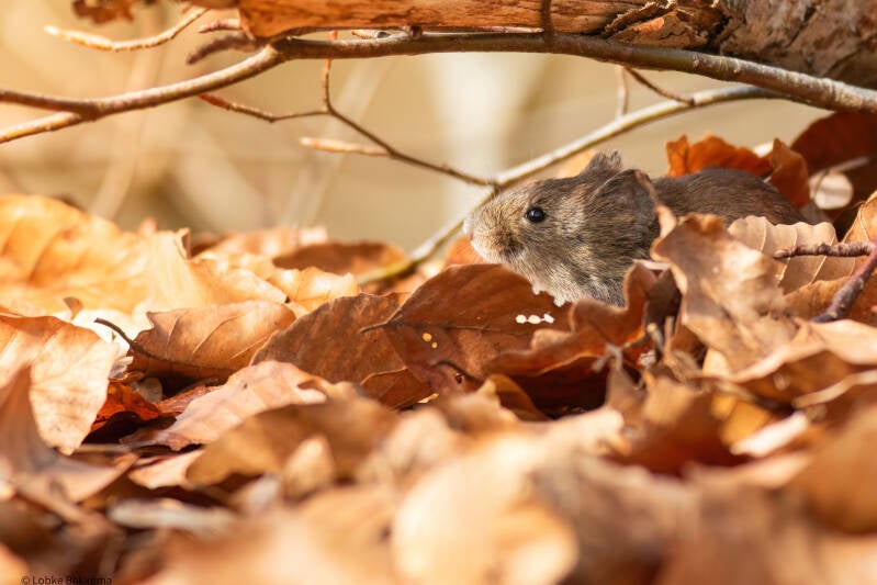 rosse woelmuis