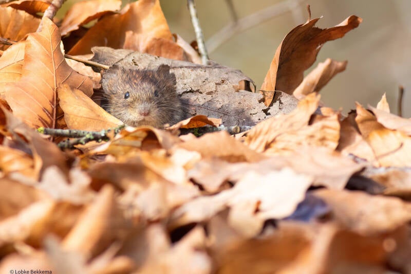 rosse woelmuis