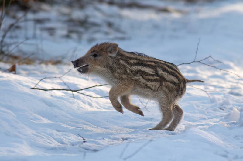 jong zwijntje (frisling)