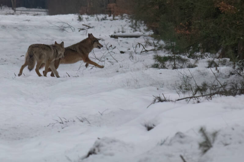overstekende wolven 