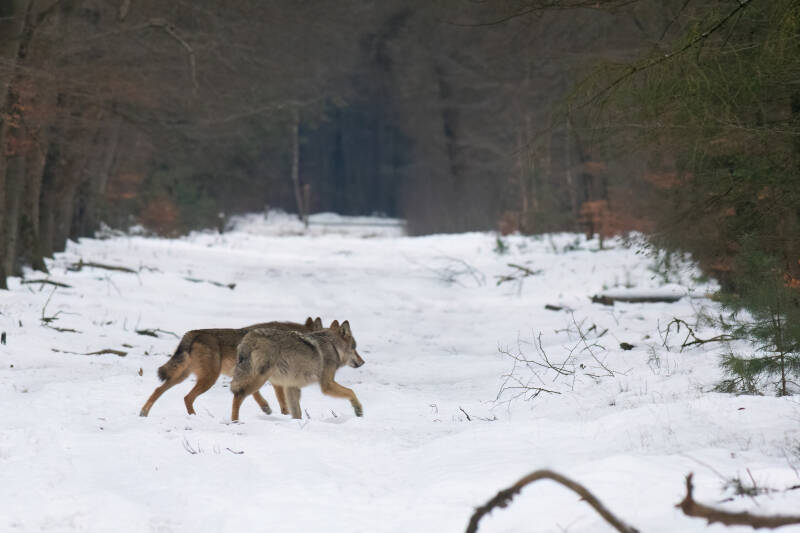 overstekende wolven