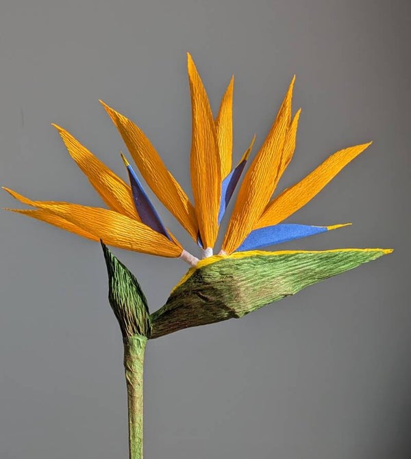 Oiseau du Paradis
