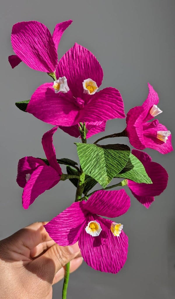 Bougainvillier