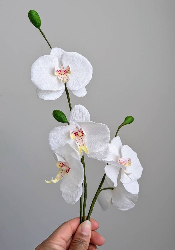 Orchidée
