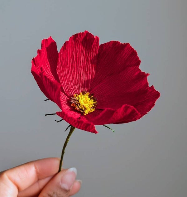 Cosmos