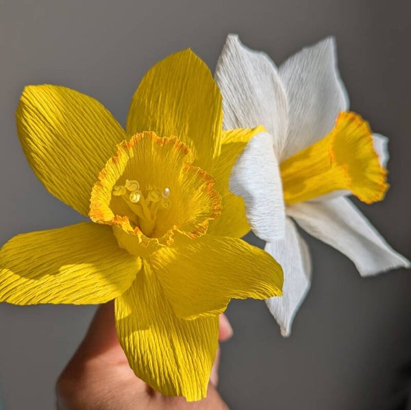 Narcisse