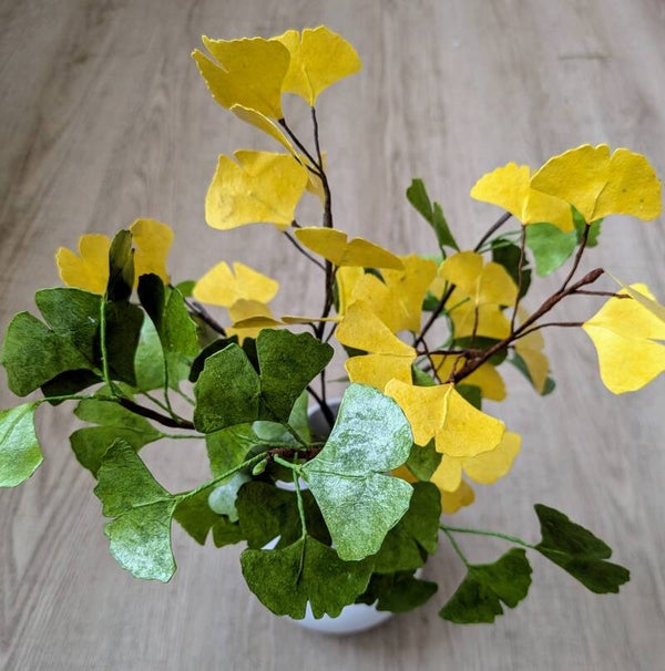 Ginkgo