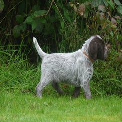 arah2550-standard.jpg
