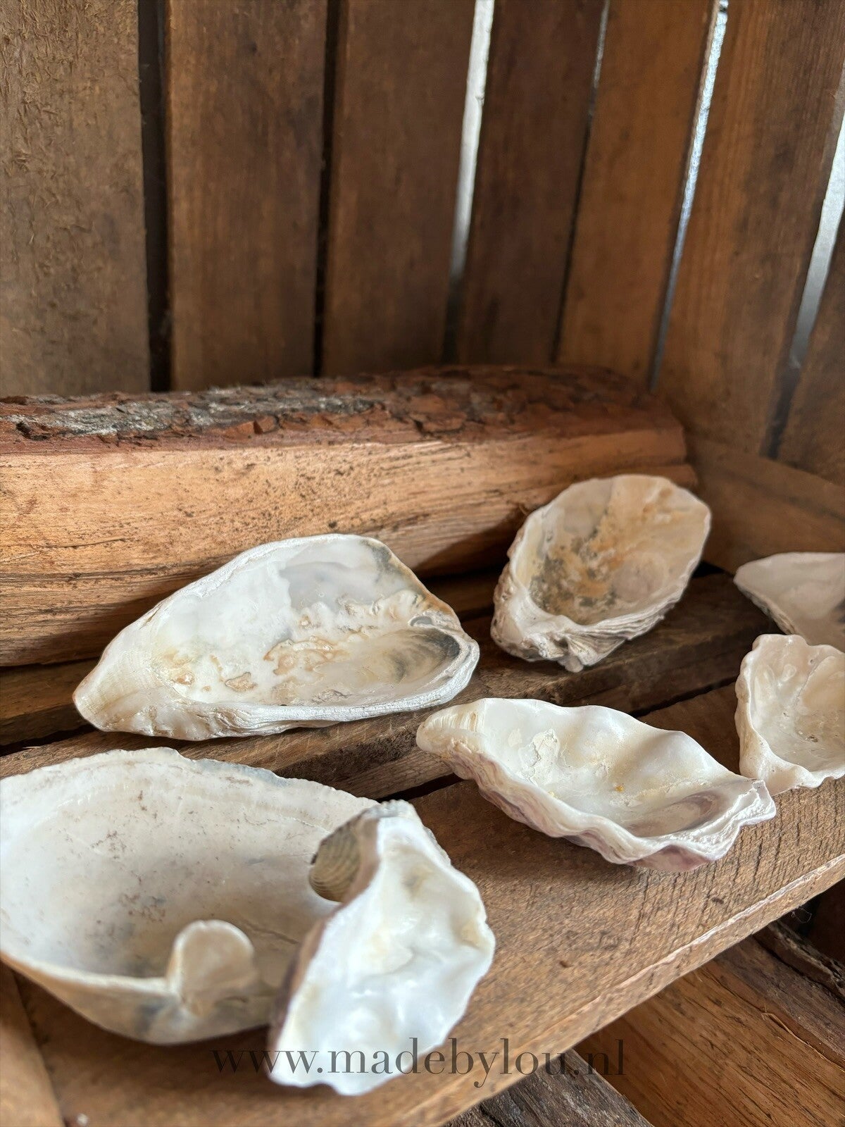 Schelpen voor het branden van smudges