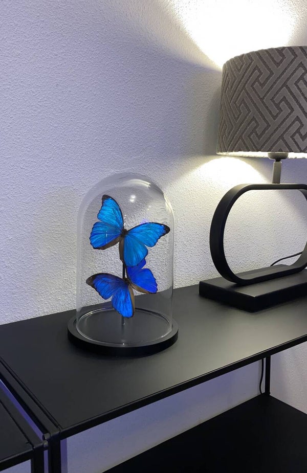 Stolp met 2 Morhpo Menelaus vlinders