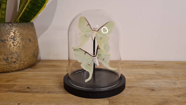 Stolp met 2 American moon moths vlinders