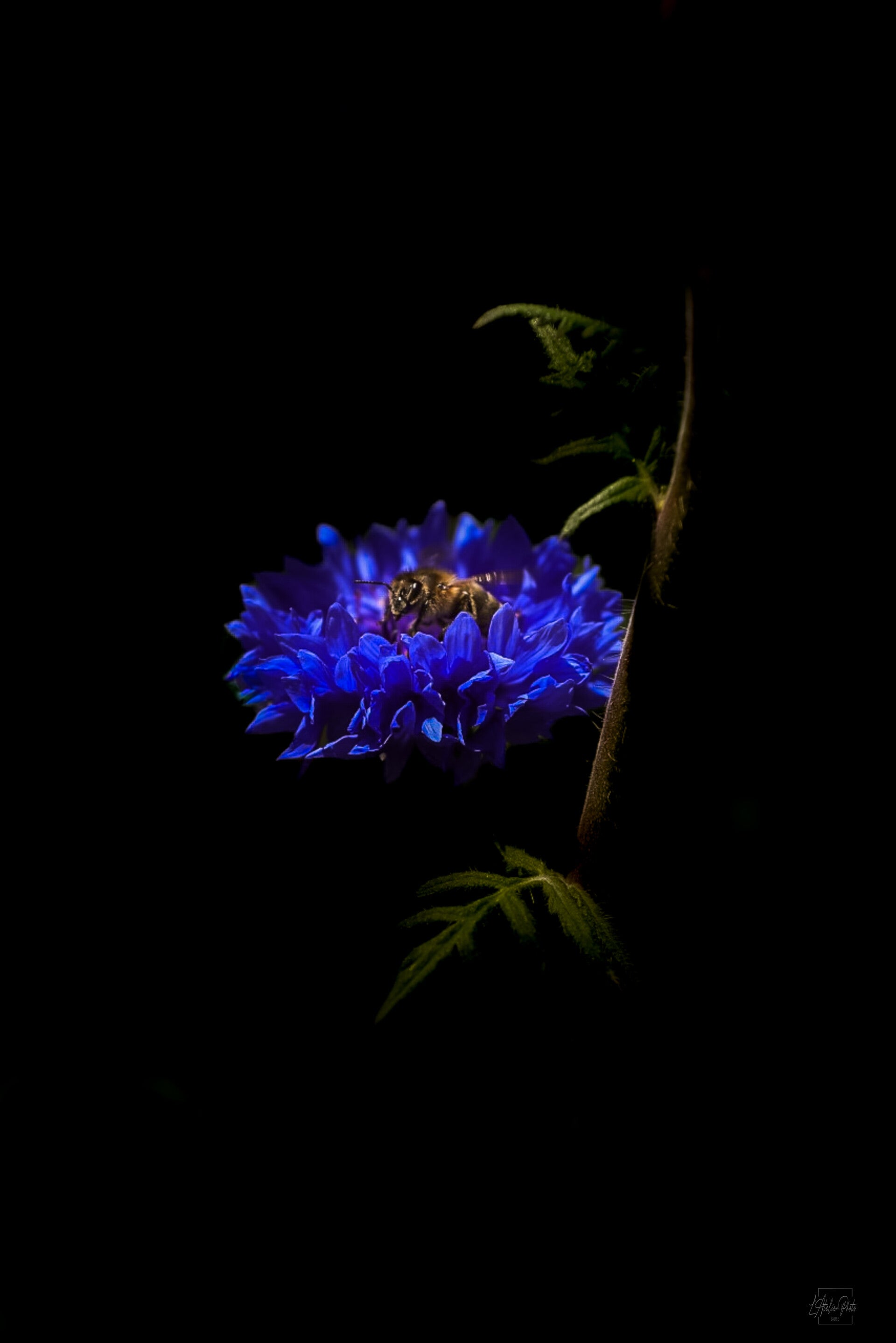 abeille sur fleur bleue, abeille et fleur, fleur bleue, photographie d’abeille, photographie florale, macro nature, insecte pollinisateur, pollinisation, photographie nature, lumière naturelle, nature sauvage, Corse, photographe nature