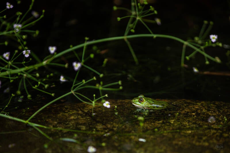 grenouille dans son environnement, grenouille dans l’eau, photographie de grenouille, grenouille sauvage, marais, photographie nature, amphibien, faune sauvage, végétation aquatique, photographie animalière, Corse, photographe nature