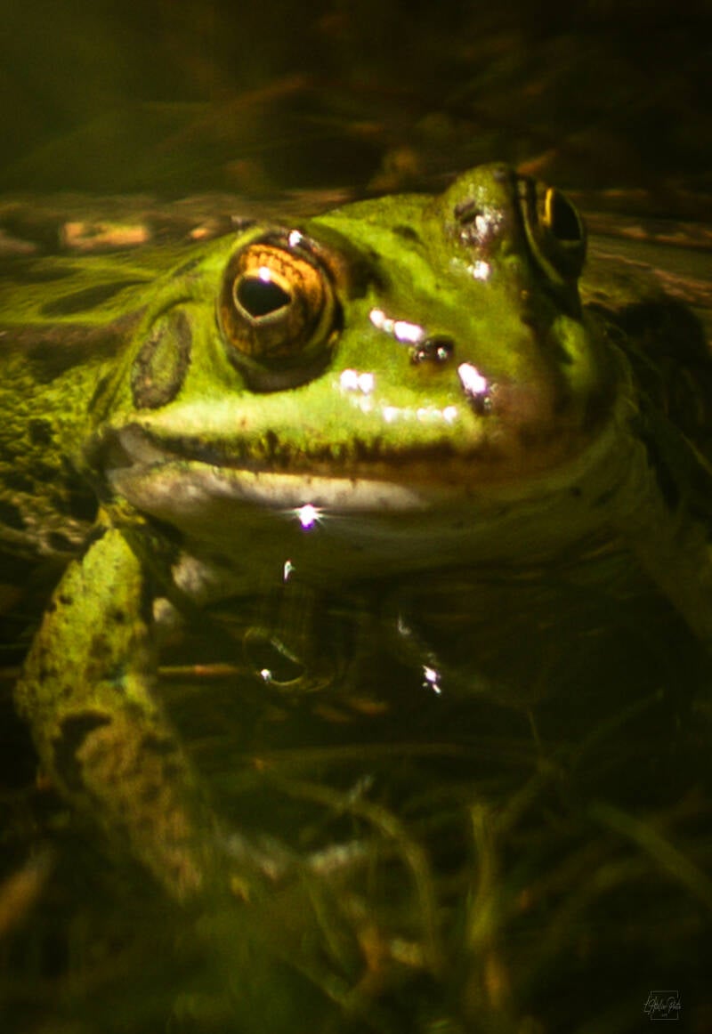 grenouille en gros plan, portrait de grenouille, regard de grenouille, photographie de grenouille, macro nature, amphibien, faune sauvage, photographie animalière, grenouille dans l’eau, nature sauvage, Corse, photographe nature