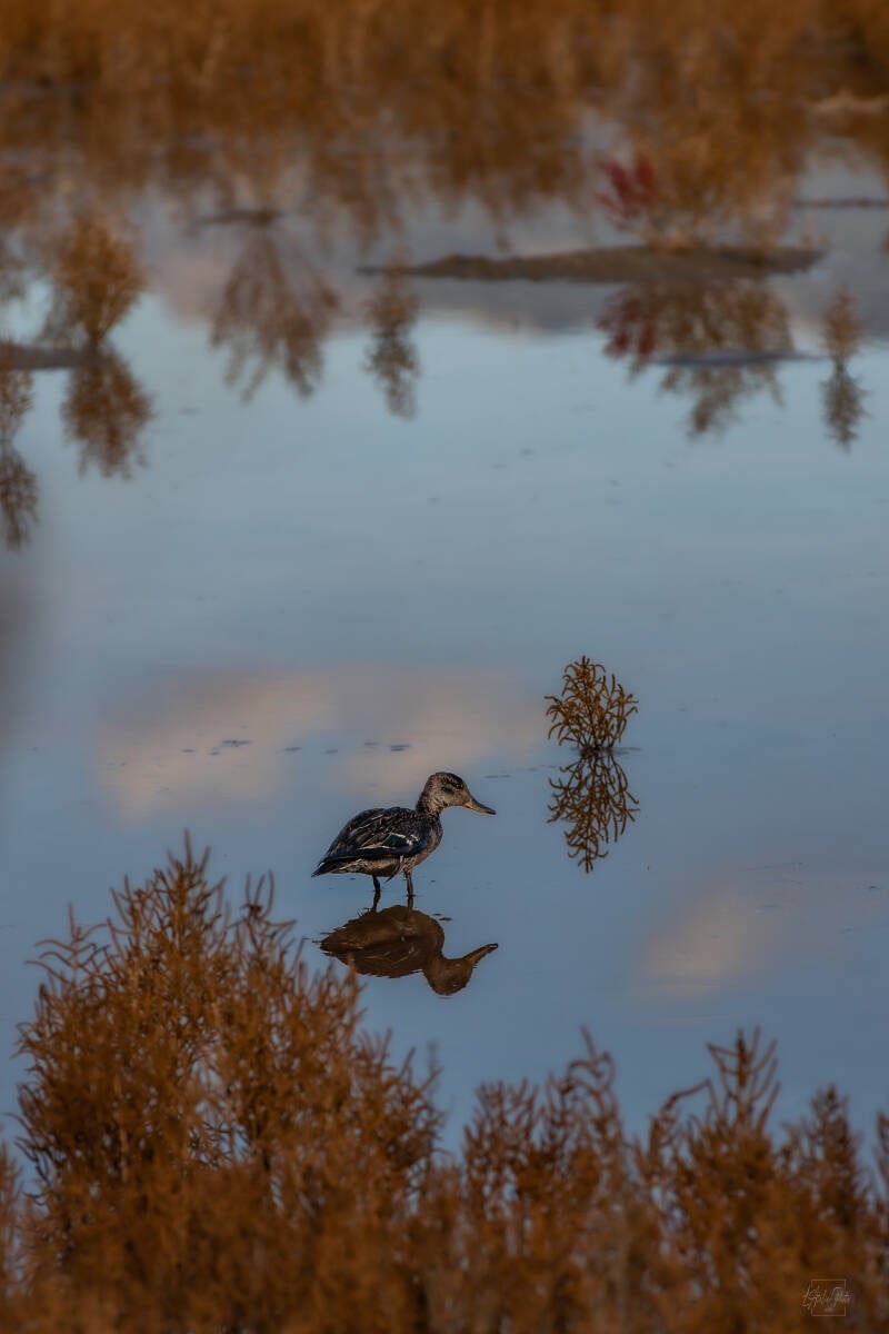 canard sur l’eau, canard sauvage, reflet dans l’eau, oiseau aquatique, photographie animalière, photographie nature, eau calme, reflets naturels, paysage lacustre, nature sauvage, Corse, photographe nature