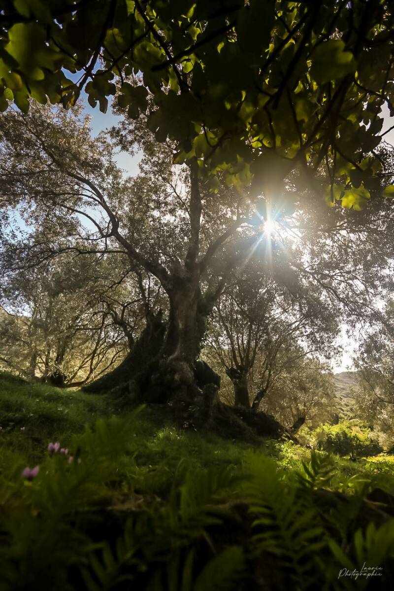 Vieil olivier éclairé par un soleil en étoile dans un sous-bois lumineux