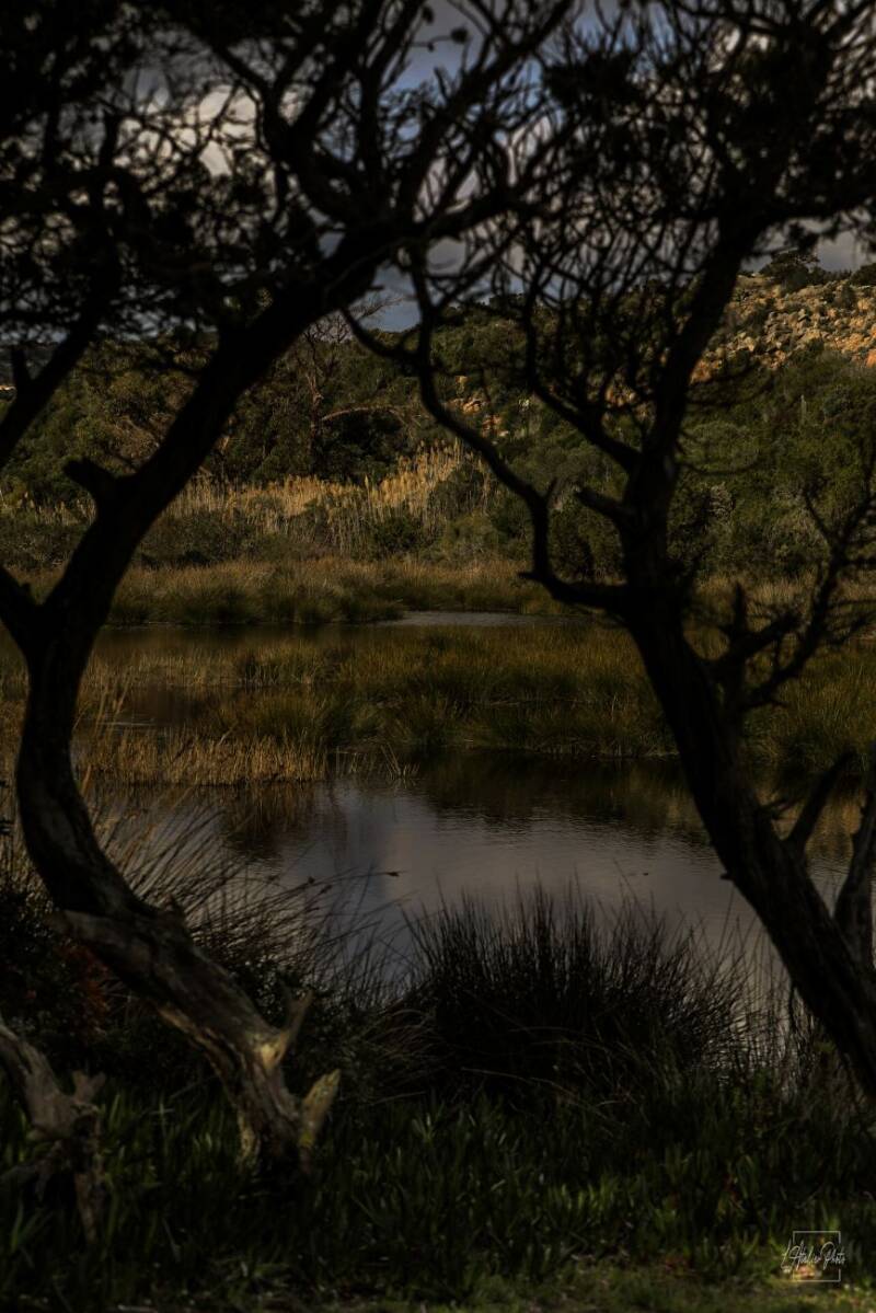 Paysage de marais vu entre des troncs noirs formant un cadre naturel