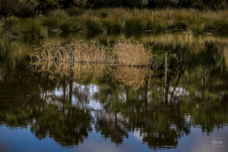 reflets d’herbes sèches sur une eau immobile