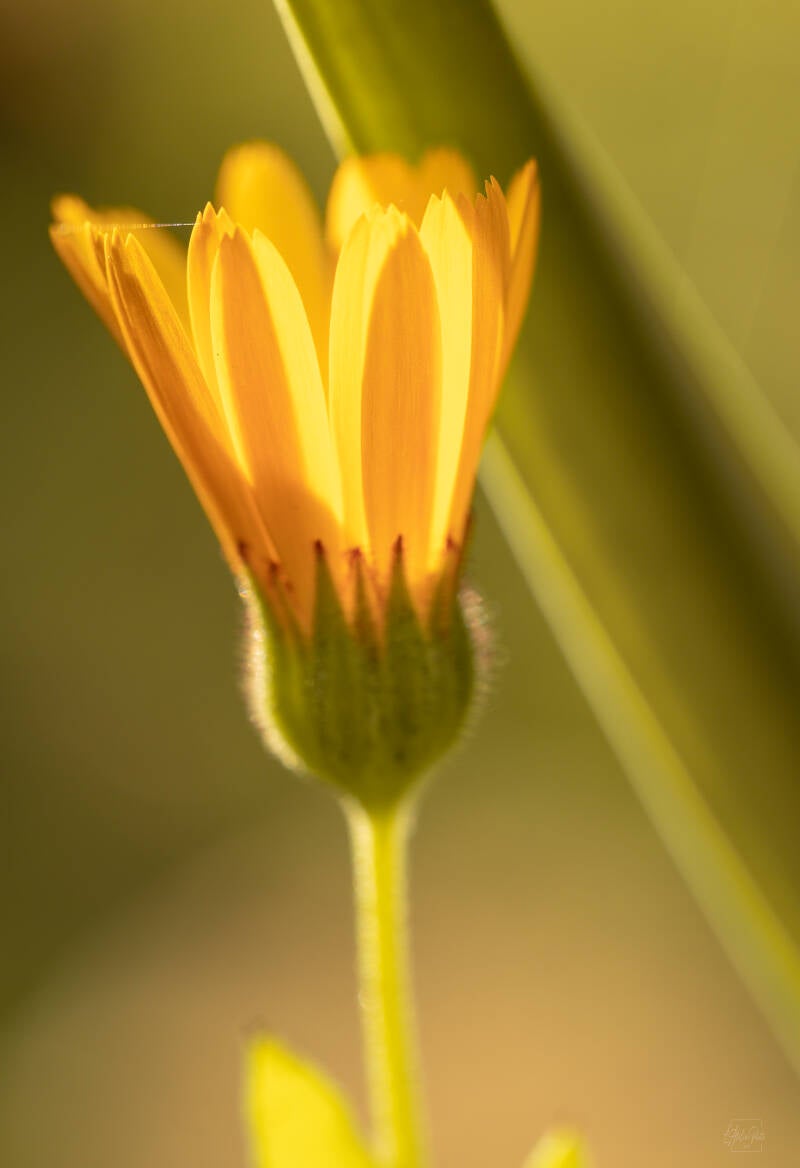 fleur jaune orange, fleur sauvage, macro fleur, éclosion florale, lumière dorée, photographie botanique, détail floral, photographie nature, poésie végétale, photographe nature.
