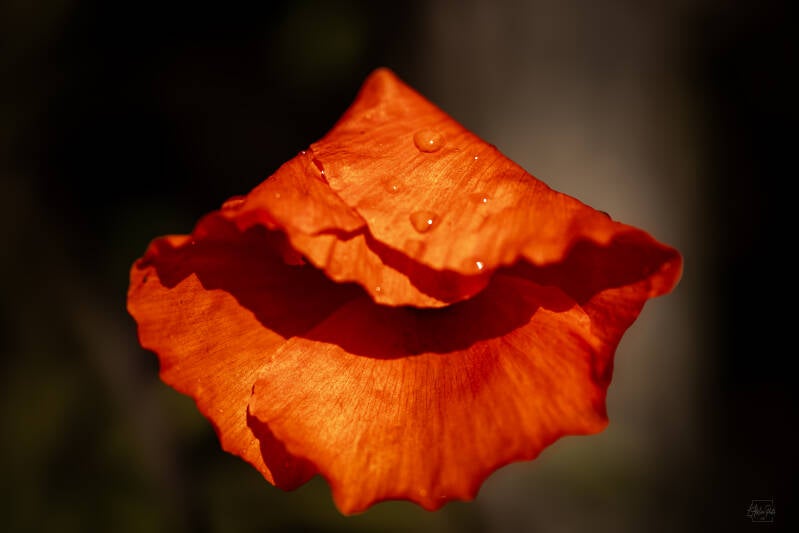 coquelicot orange, fleur délicate, photographie florale, lumière douce, fleur sauvage, arrière-plan flou, bokeh naturel, poésie végétale, photographie nature, photographe nature.