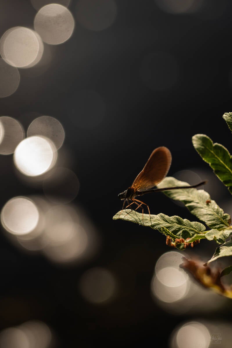 libellule en macro, photographie de libellule, insecte en gros plan, bokeh naturel, macro nature, détail végétal, photographie animalière, lumière naturelle, insecte sauvage, Corse, photographe nature
