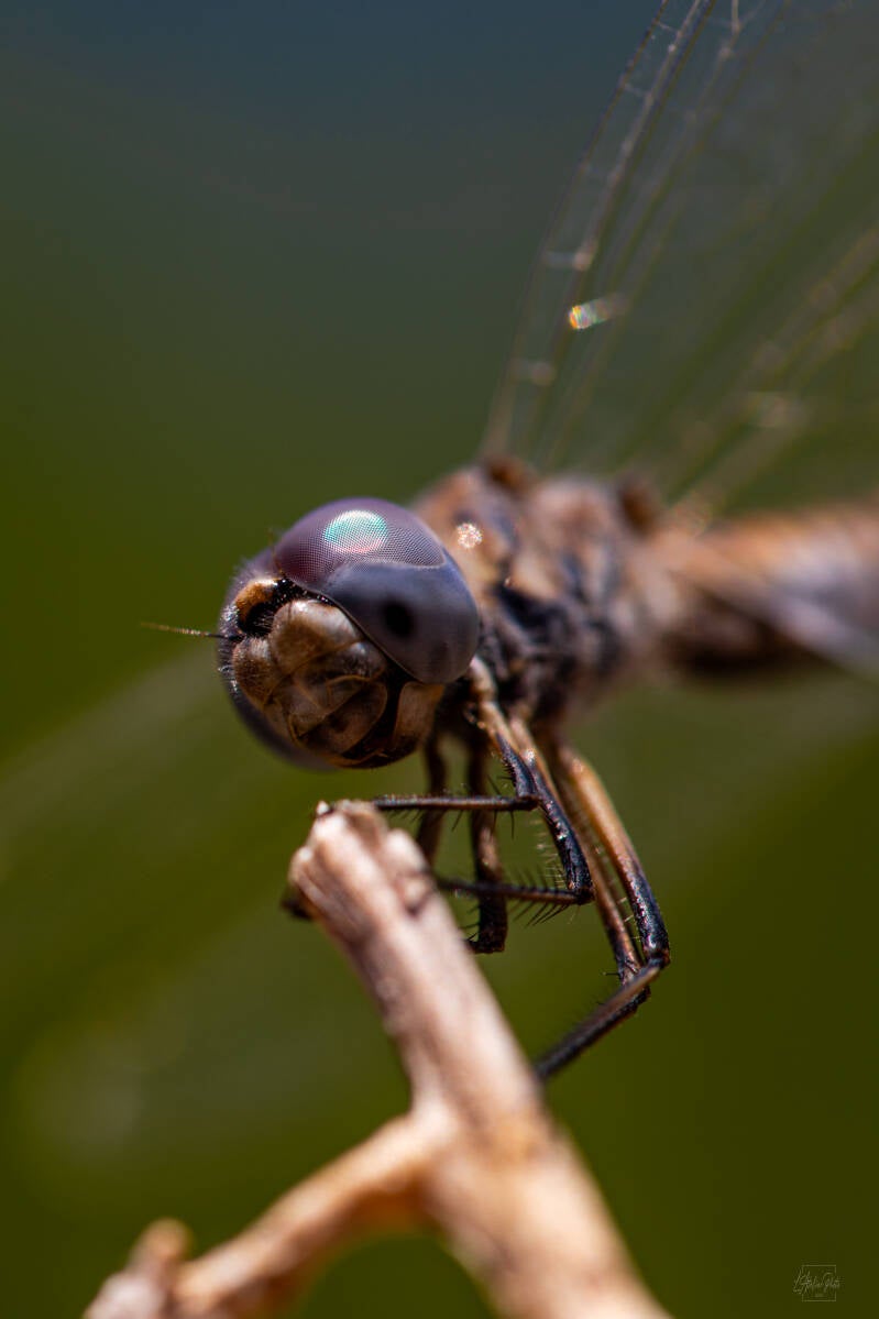 libellule en gros plan, tête de libellule, macro libellule, photographie de libellule, insecte en macro, détail animalier, photographie nature, insecte sauvage, lumière naturelle, photographie contemplative, Corse, photographe nature