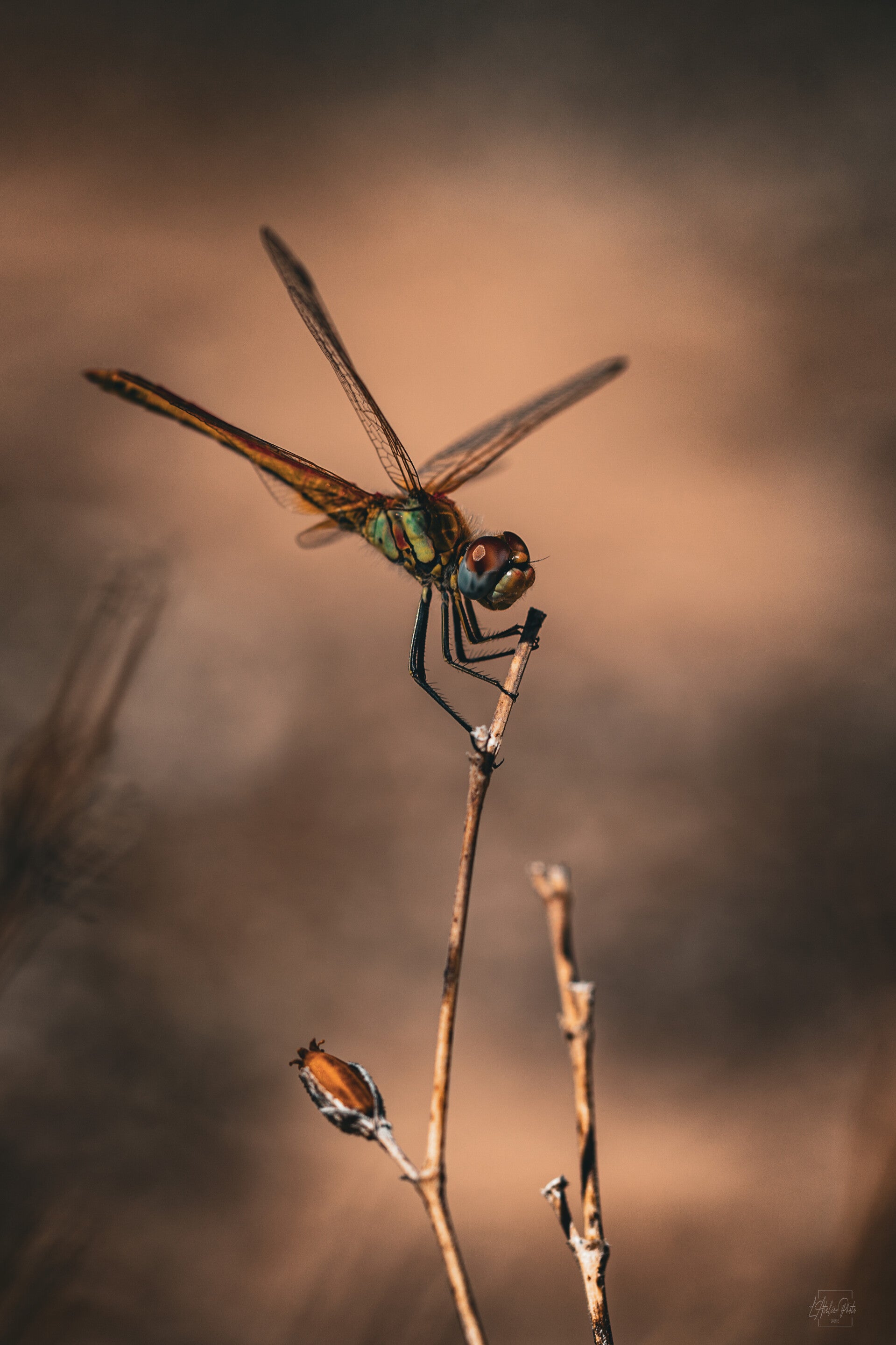 libellule sur une tige, libellule en macro, photographie de libellule, libellule ailes déployées, insecte sauvage, photographie animalière, macro nature, insecte dans la nature, lumière douce, photographie nature, faune sauvage, Corse, photographe nature