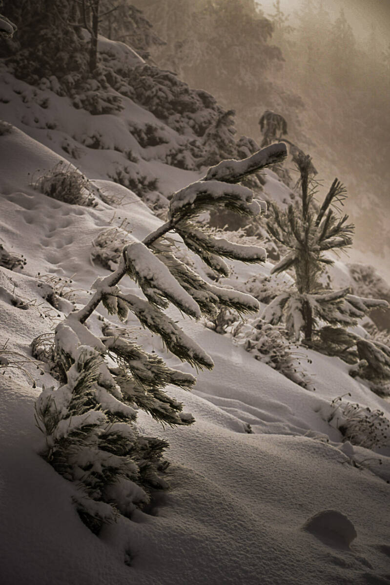 Jeune pin couvert de neige sur une pente lumineuse en hiver