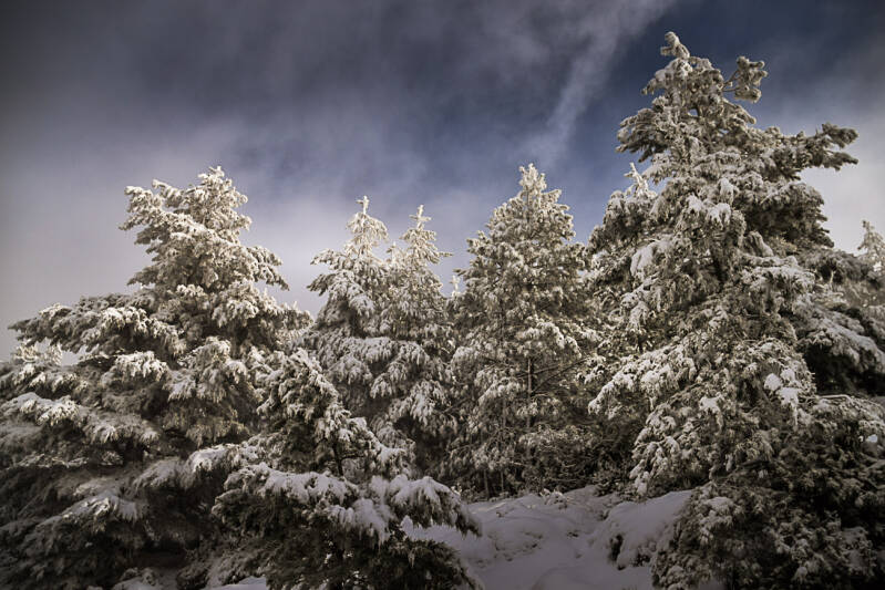 Un silence profond enveloppe les pins enneigés, figés dans une blancheur presque irréelle.