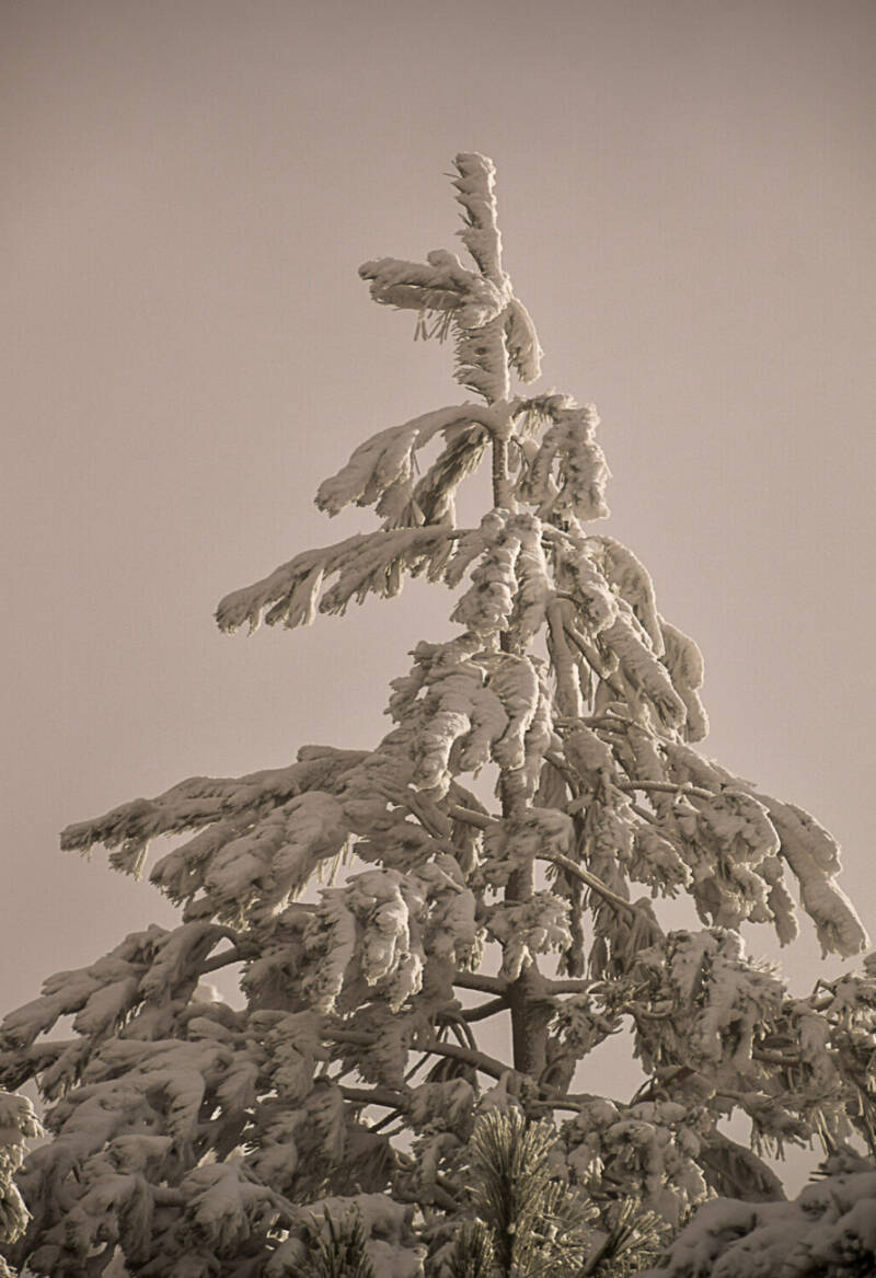 Pin givré isolé sur ciel gris beige en paysage hivernal