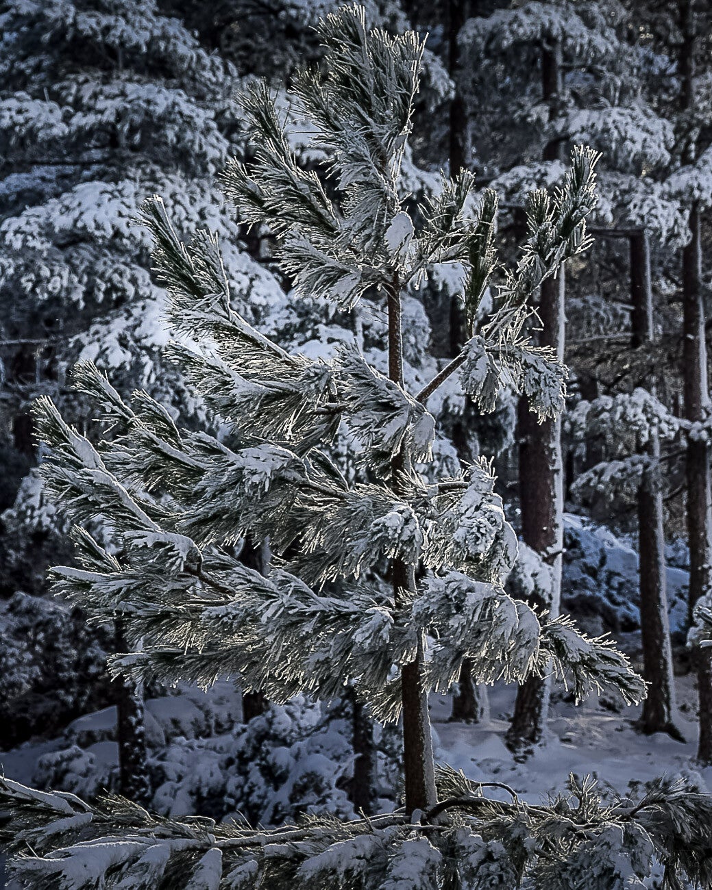 Jeune pin enneigé éclairé par une lumière froide dans une forêt hivernale