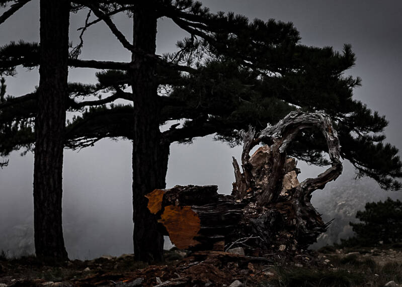 Tronc d’arbre mort sculptural dans une forêt sombre sous un ciel brumeux