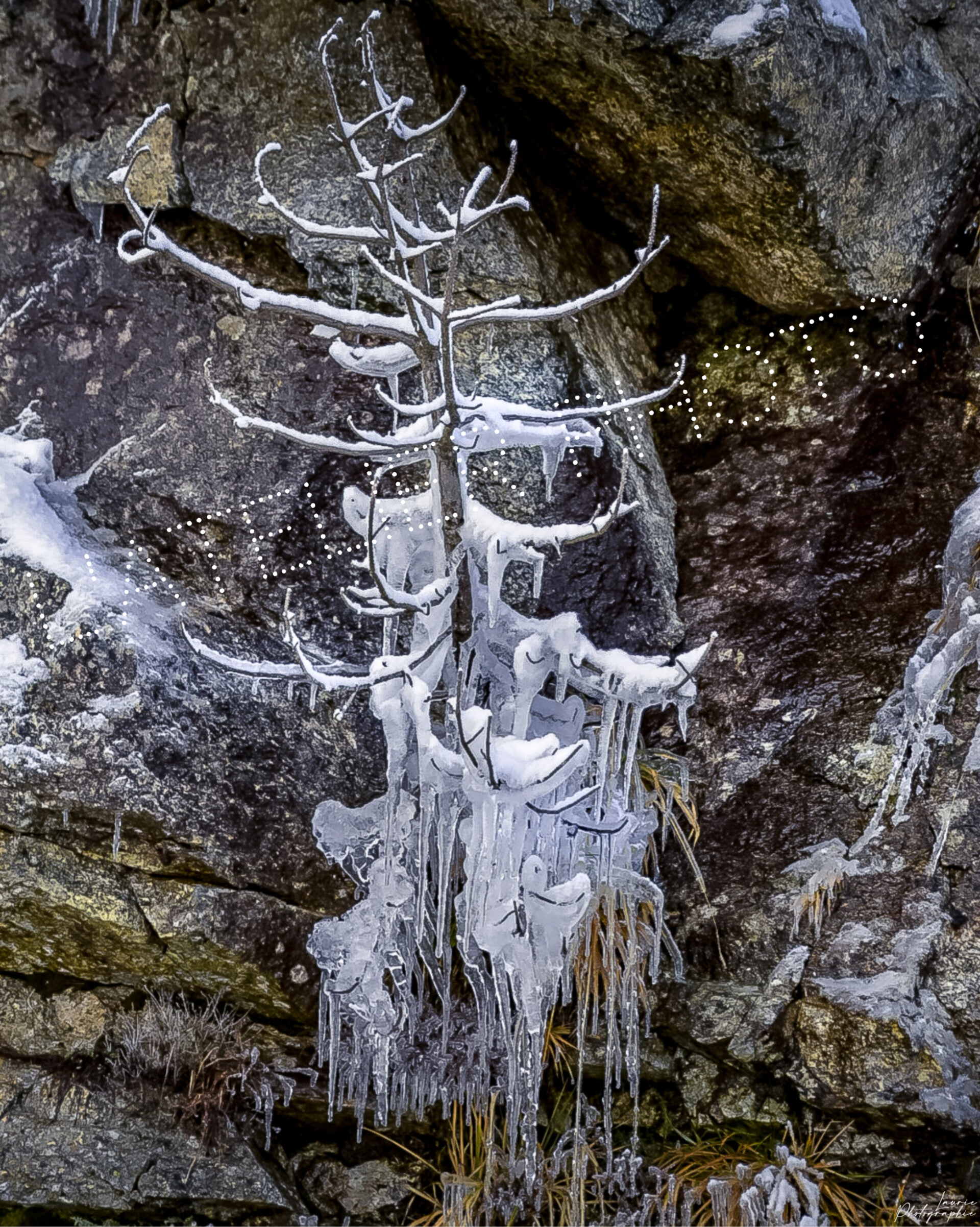 Promo - Branche d'hiver