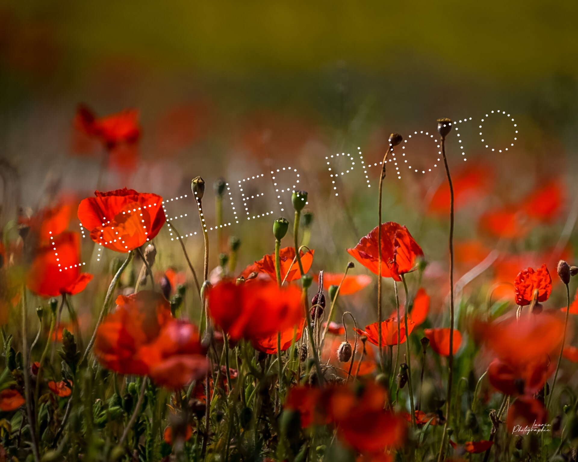 Promo - Coquelicots