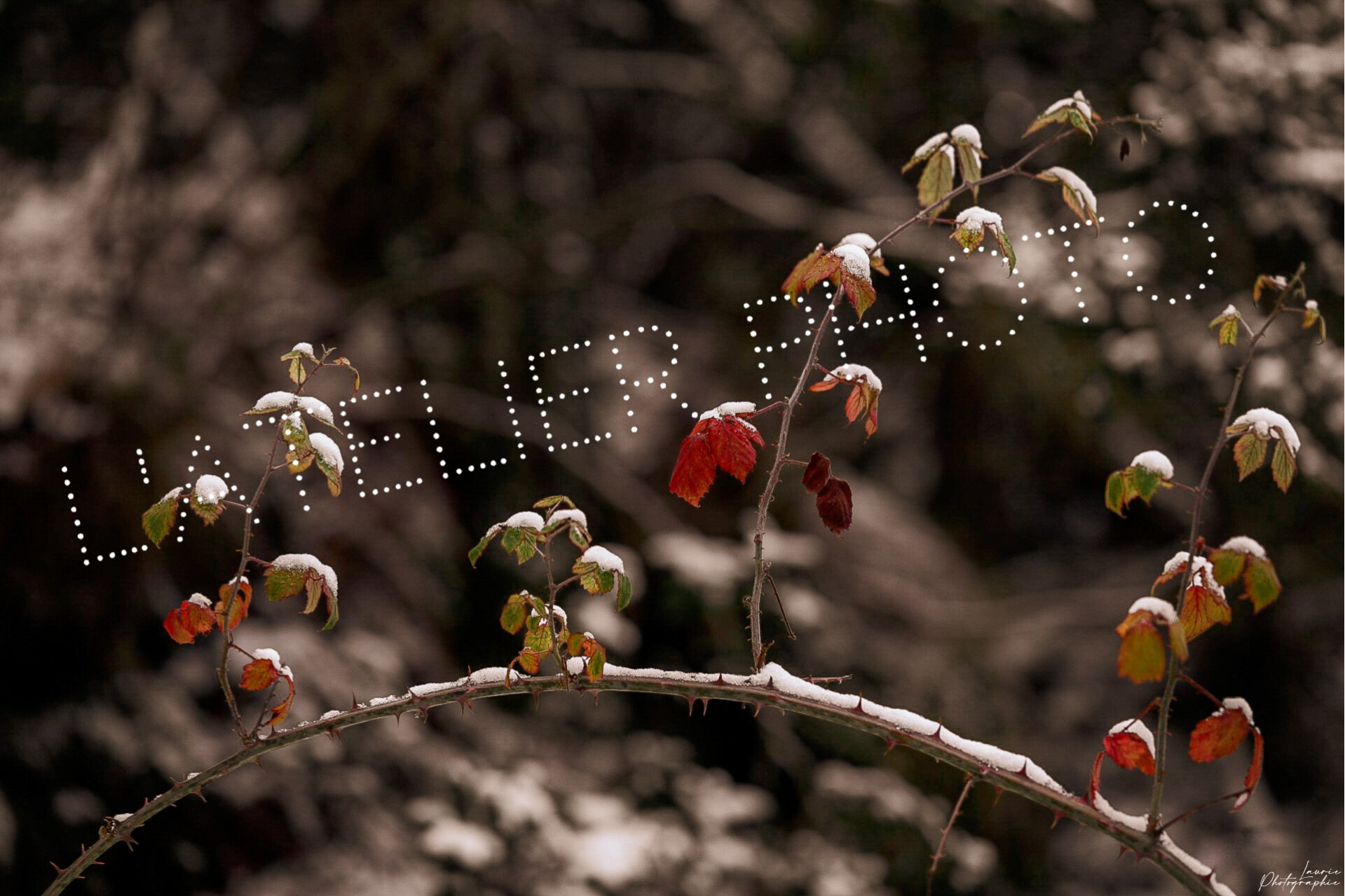 Promo - Branche d'automne