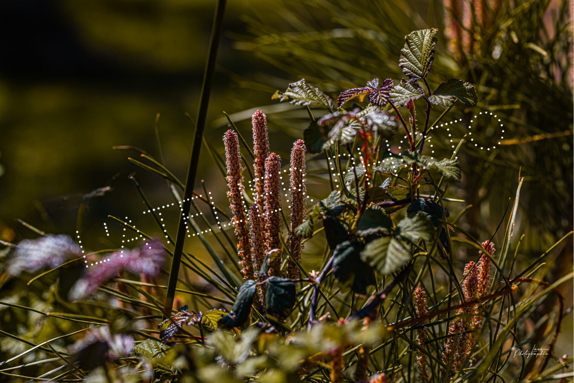 Promo - Bouquet sauvage