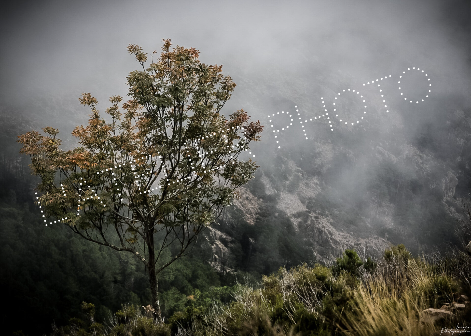 Promo - L'arbre dans la brume